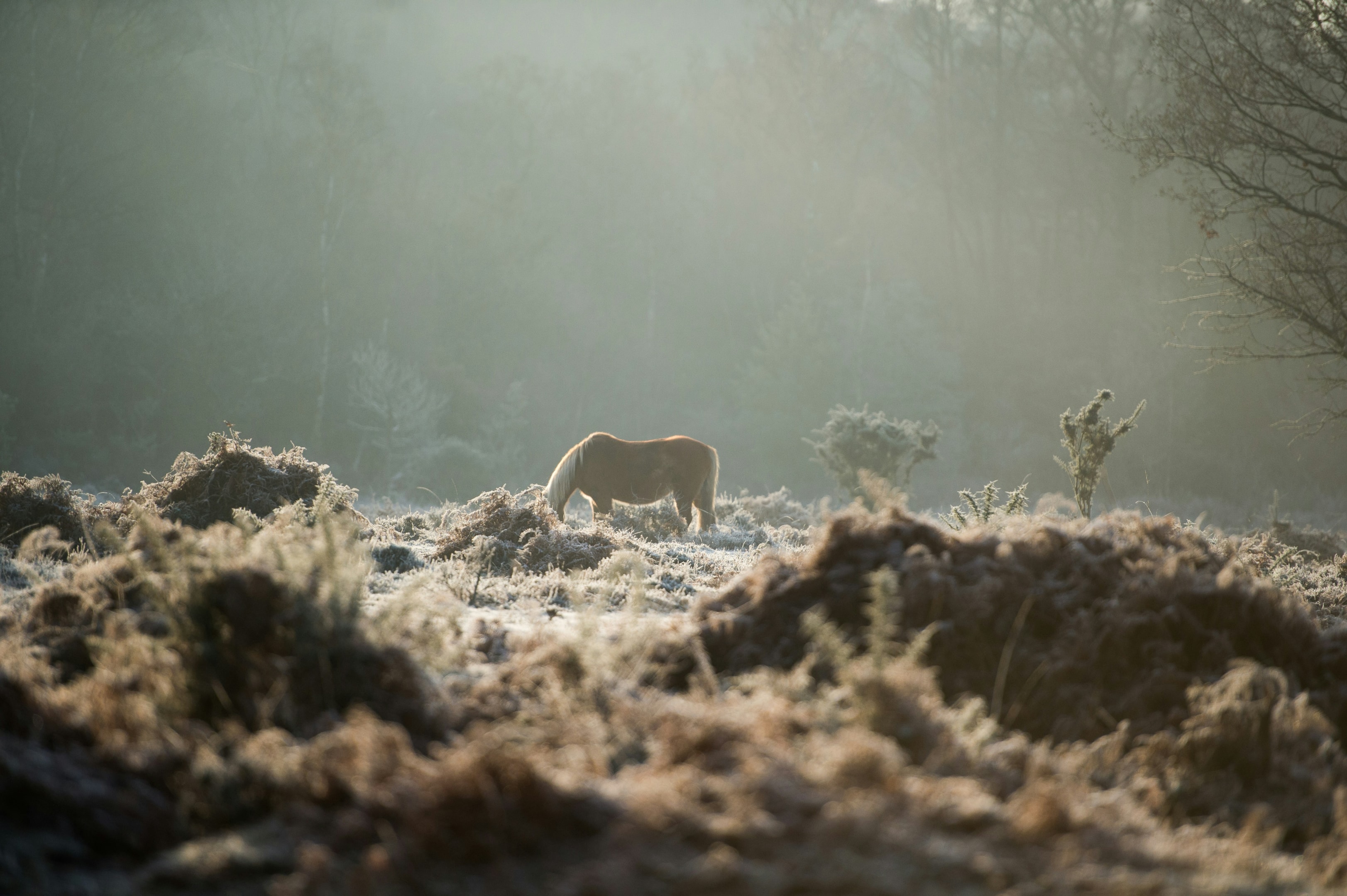 dales pony standing in a field