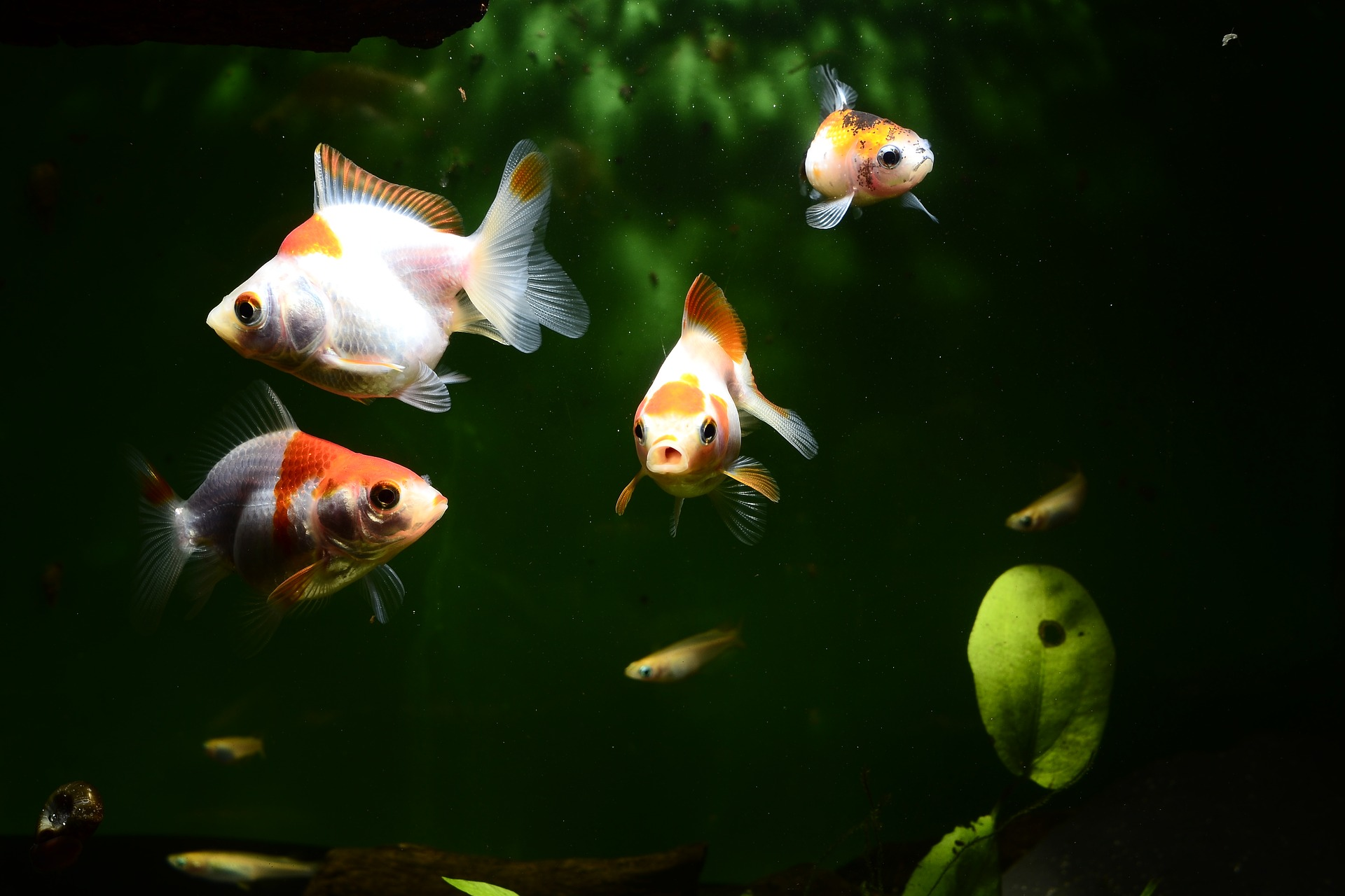 aquarum gold fish