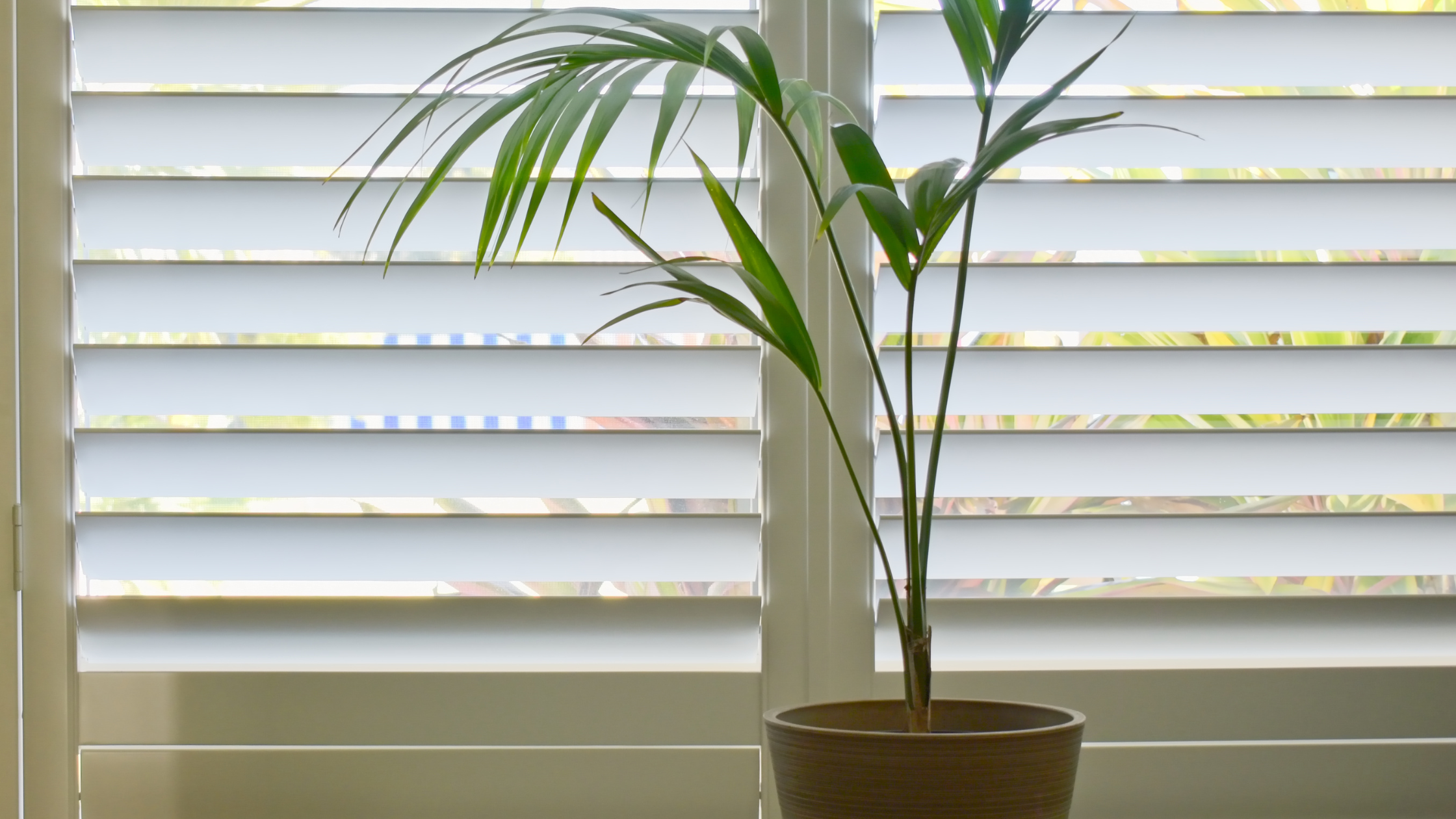 Bright green plant in front of white window shutters.