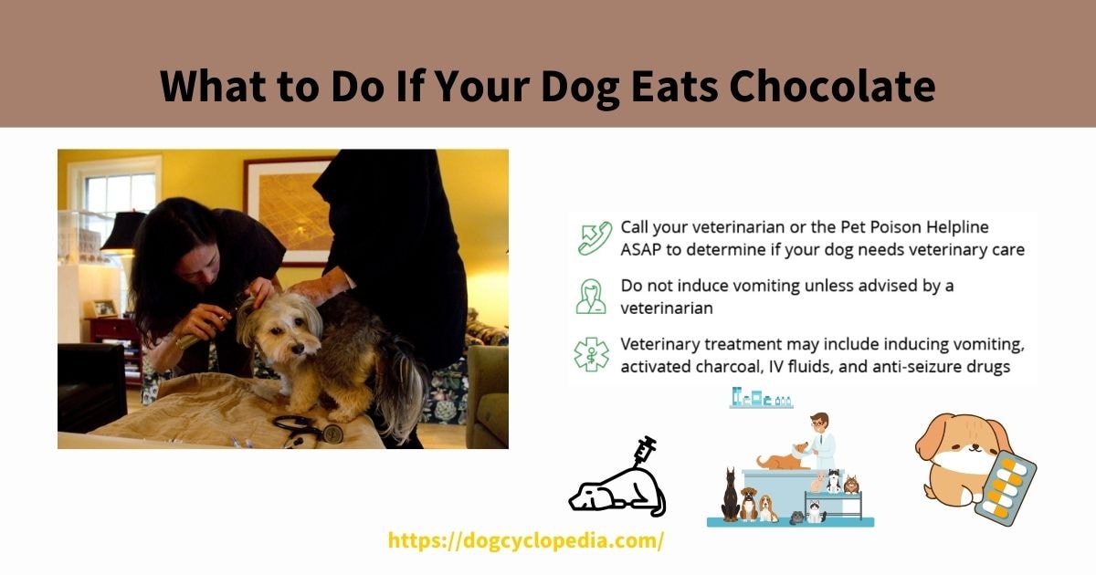 Image showing a woman caring for a dog with text on steps to take if a dog eats chocolate, including calling a vet and not inducing vomiting.

