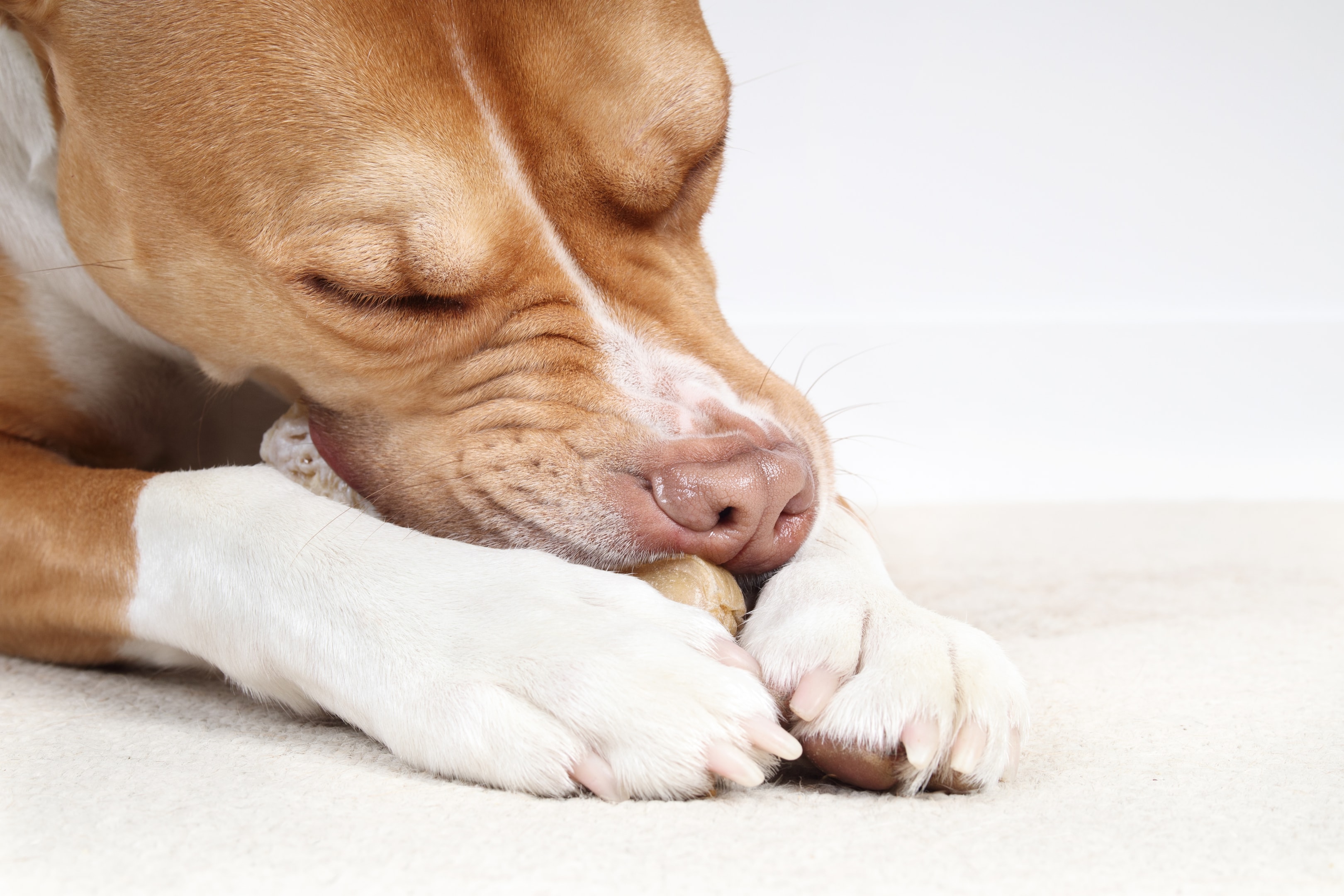Dog Chewing on Monster Bully Stick