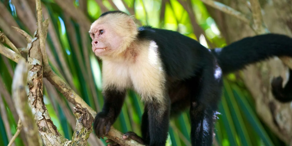 monkeys, White-faced capuchins
