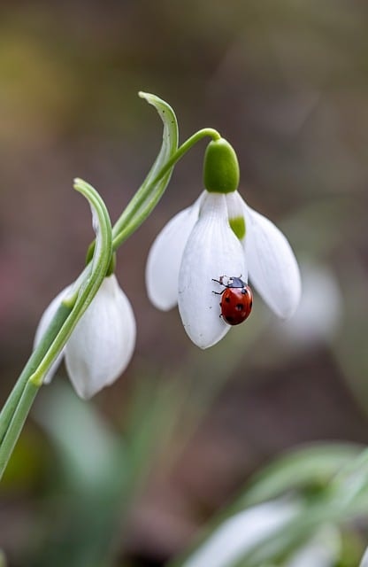 flower, ladybug, beautiful flowers, insect, snowdrops, flower wallpaper, nature, flower, flower, flower, flower background, flower, flower