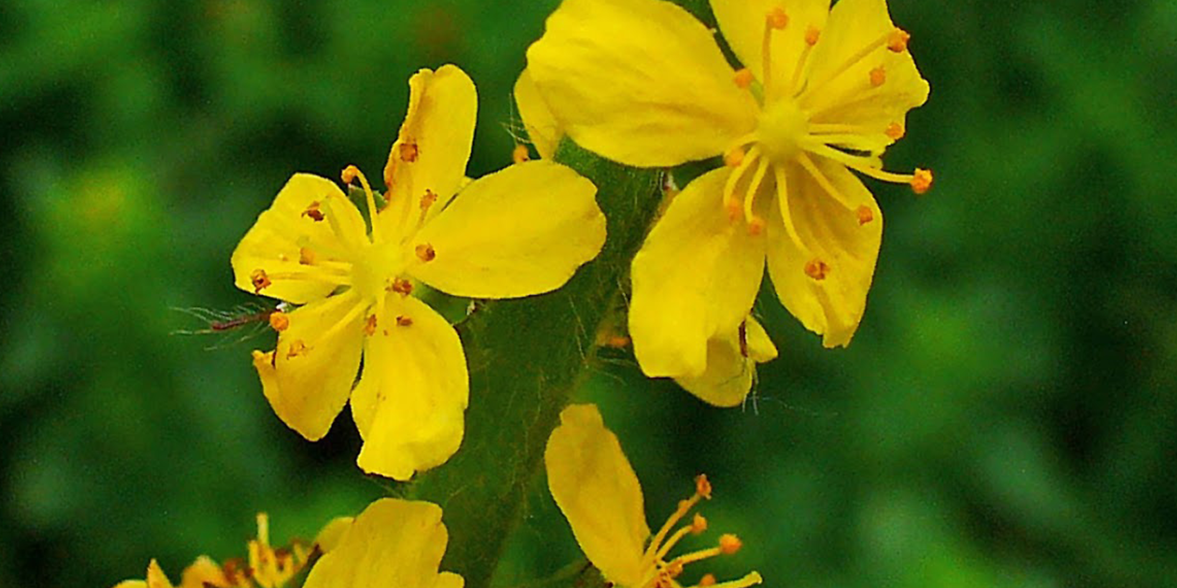 agrimony for ms