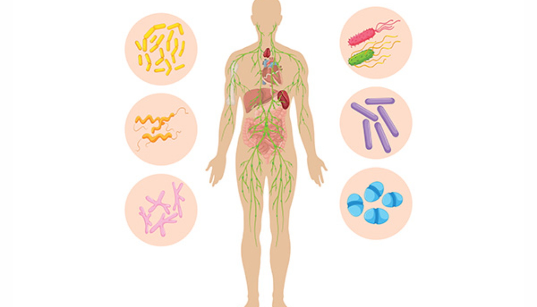  Grafisk fremstilling av menneskets lymfesystem omgitt av ulike bakterietyper. Viser kroppens immunforsvar og respons på sykdomsfremkallende mikroorganismer."