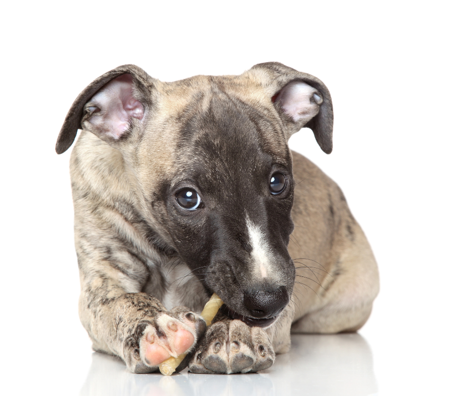 A Whippet puppy chewing a bone