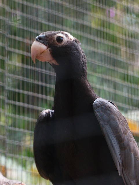 large vasa parrot, Birds that start with V