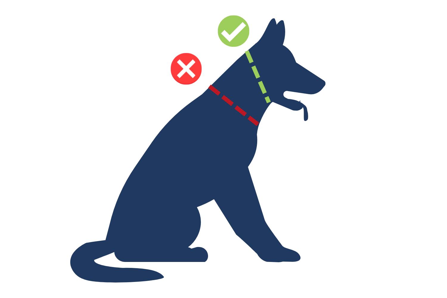 How to Make Sure Your Dog's Collar is on Correctly