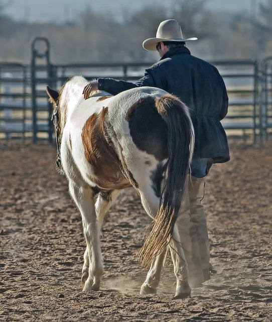 cowboy, horse, pony