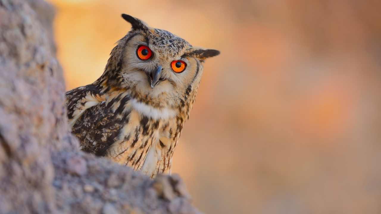 ranthambore national park, scopps owl, India 