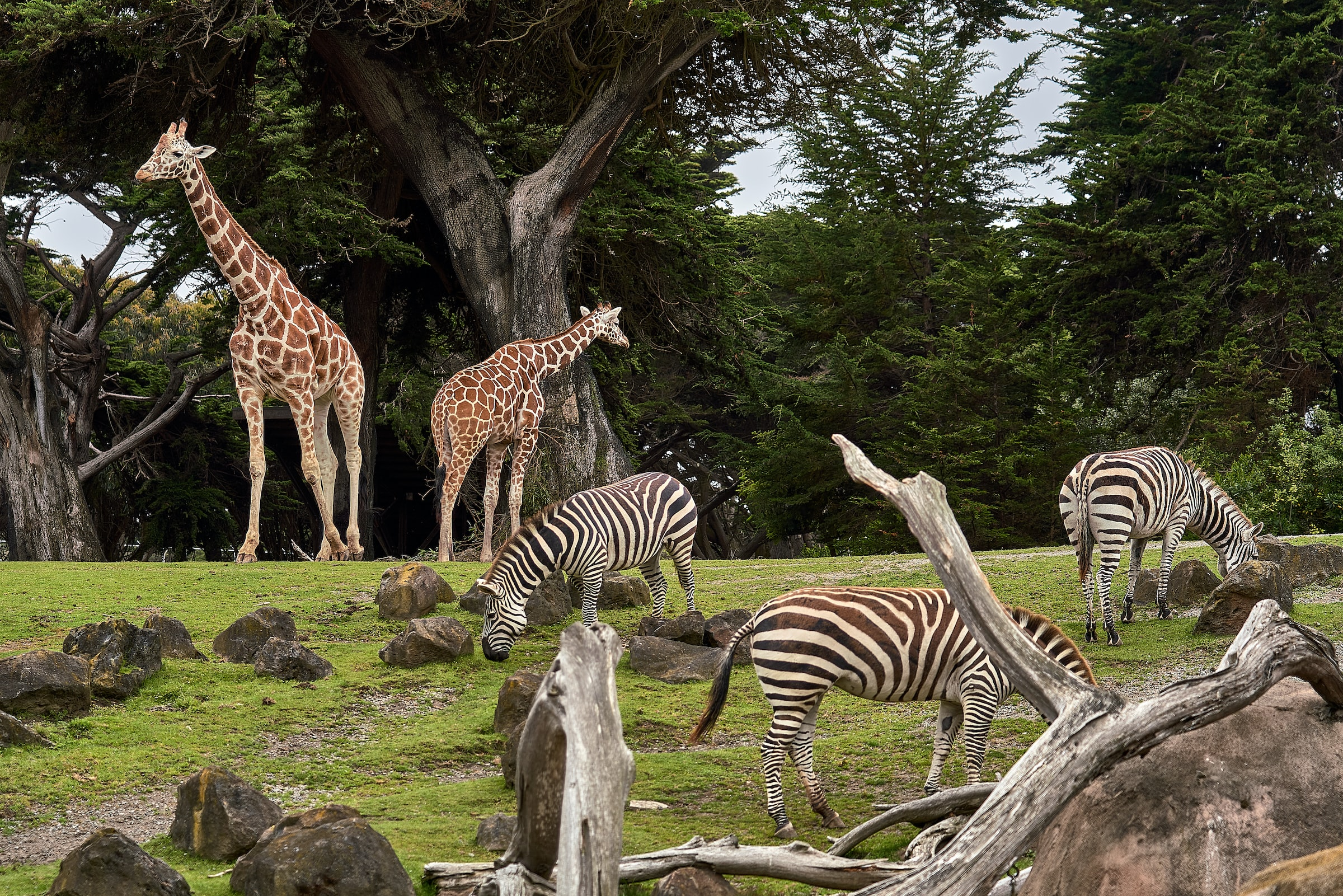giraffes and zebras