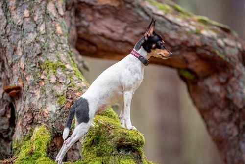 An adult Toy Fox Terrier standing on a Tree