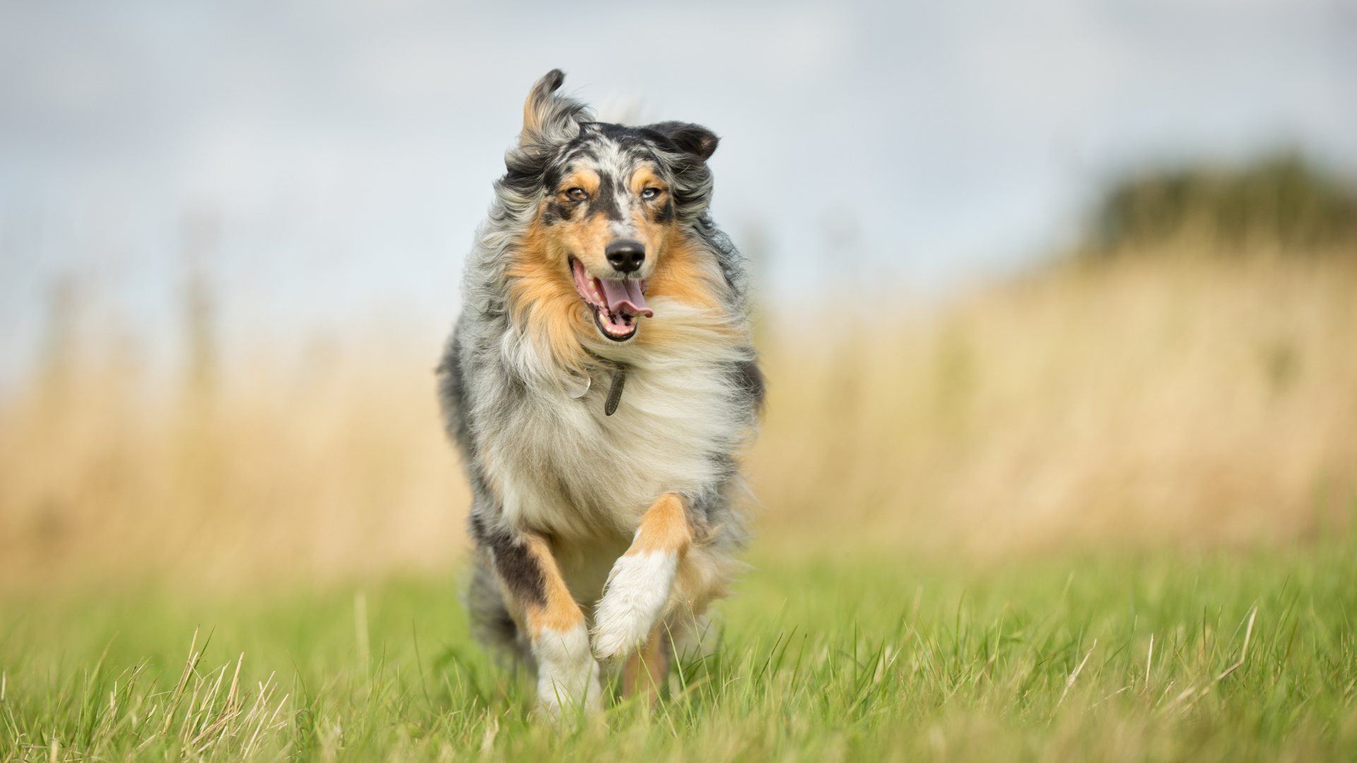 Hund, Leaky Gut Syndrom, Leaky Gut