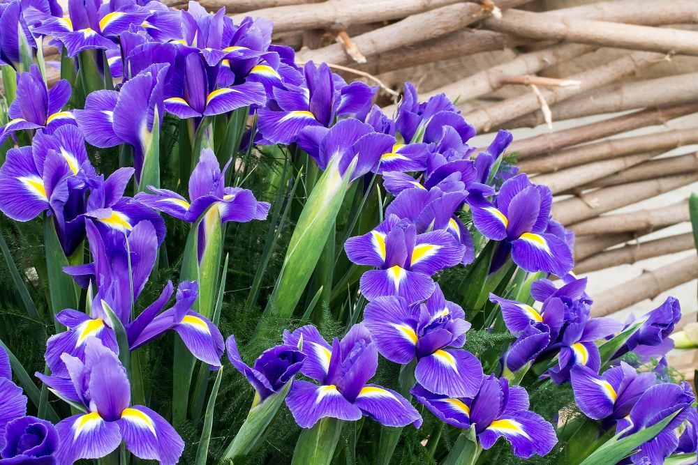 Iris Planted