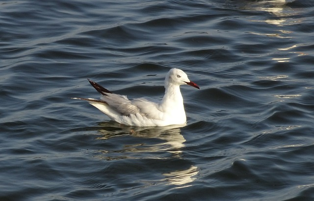 gull, bird, slender-billed gull