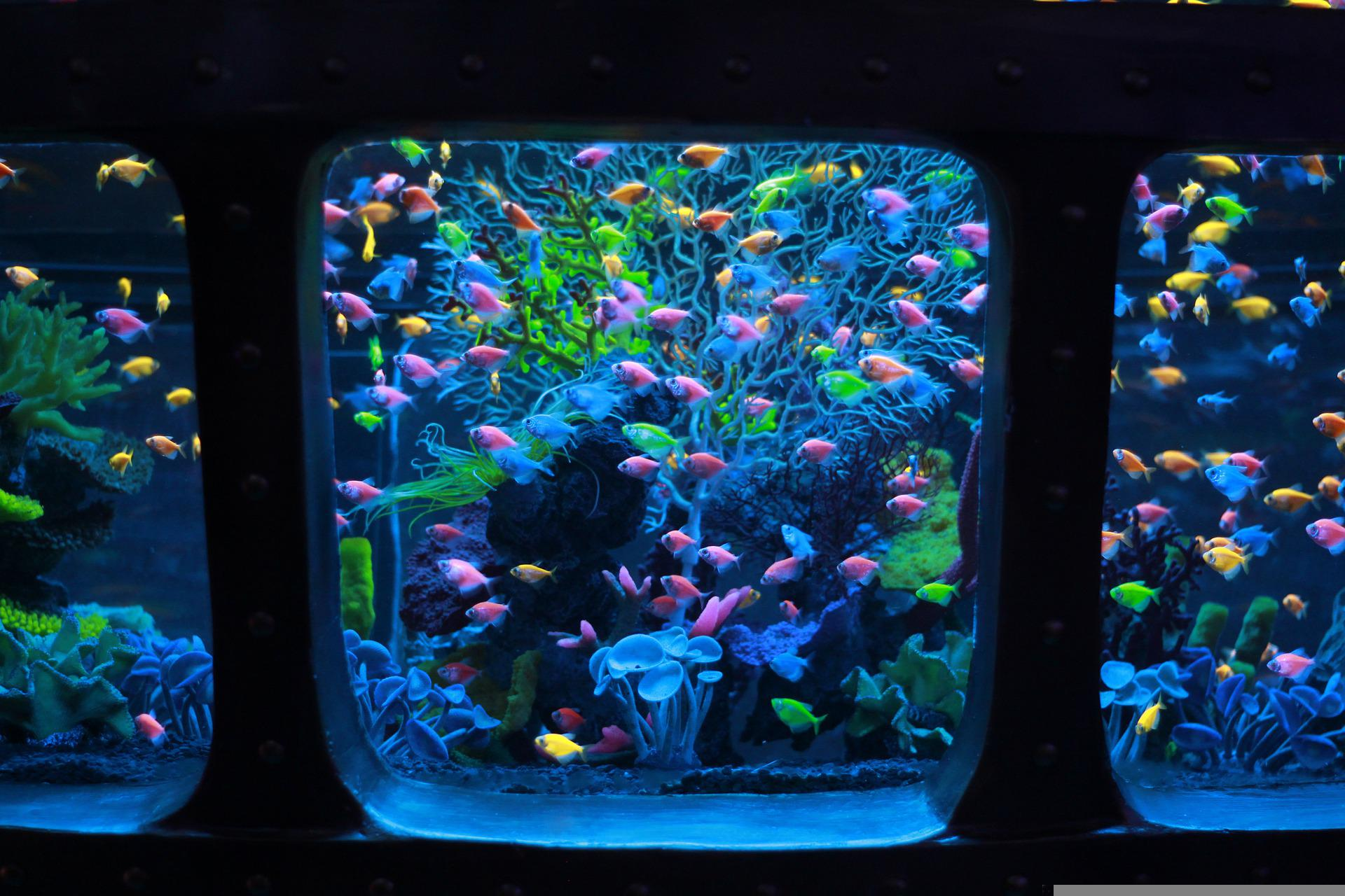 a triple fish tank