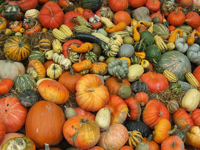 pumpkin, fall, harvest festival