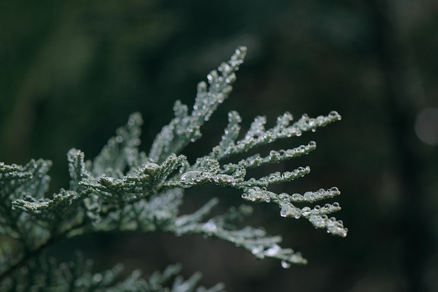 conifer, branch, dew, wet, dewdrop, raindrop, waterdrop, grief, tree, plant, nature, juniper, dew, grief, grief, grief, grief, grief, juniper