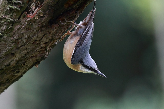 Nuthatch, bird, Birds that start with V