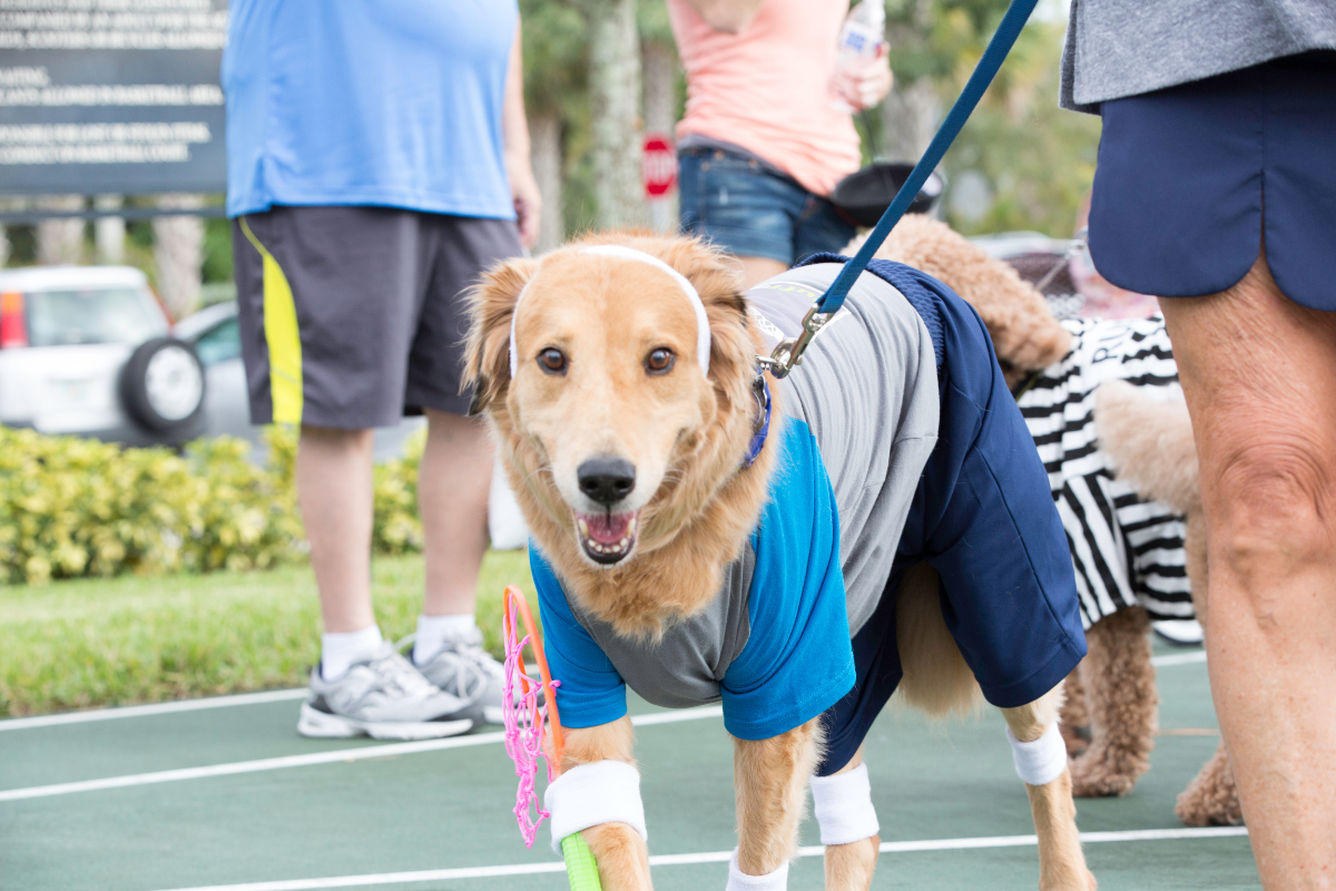 Dogs participating in a Halloween costume contest.