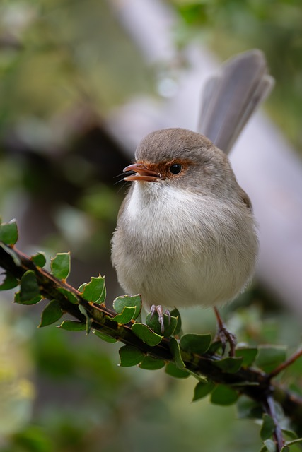 female bird