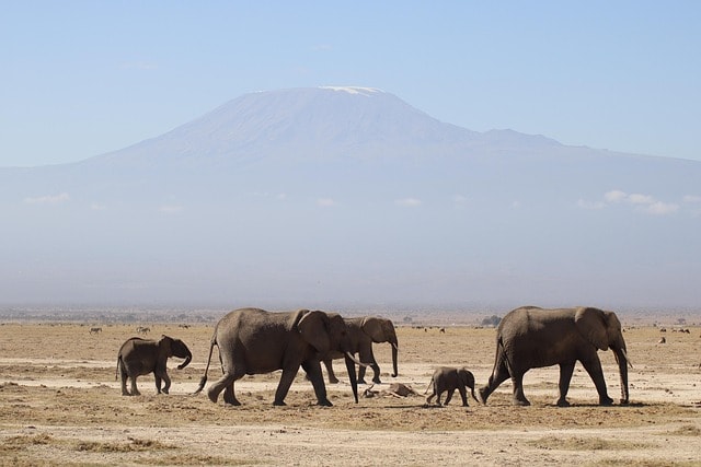 elephants, kenya, africa, safari, kilimanjaro, nature, animal, kenya, kilimanjaro, kilimanjaro, kilimanjaro, kilimanjaro, kilimanjaro, nature
