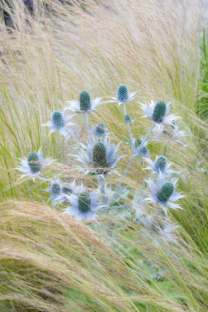 Miss Willmott's Ghost