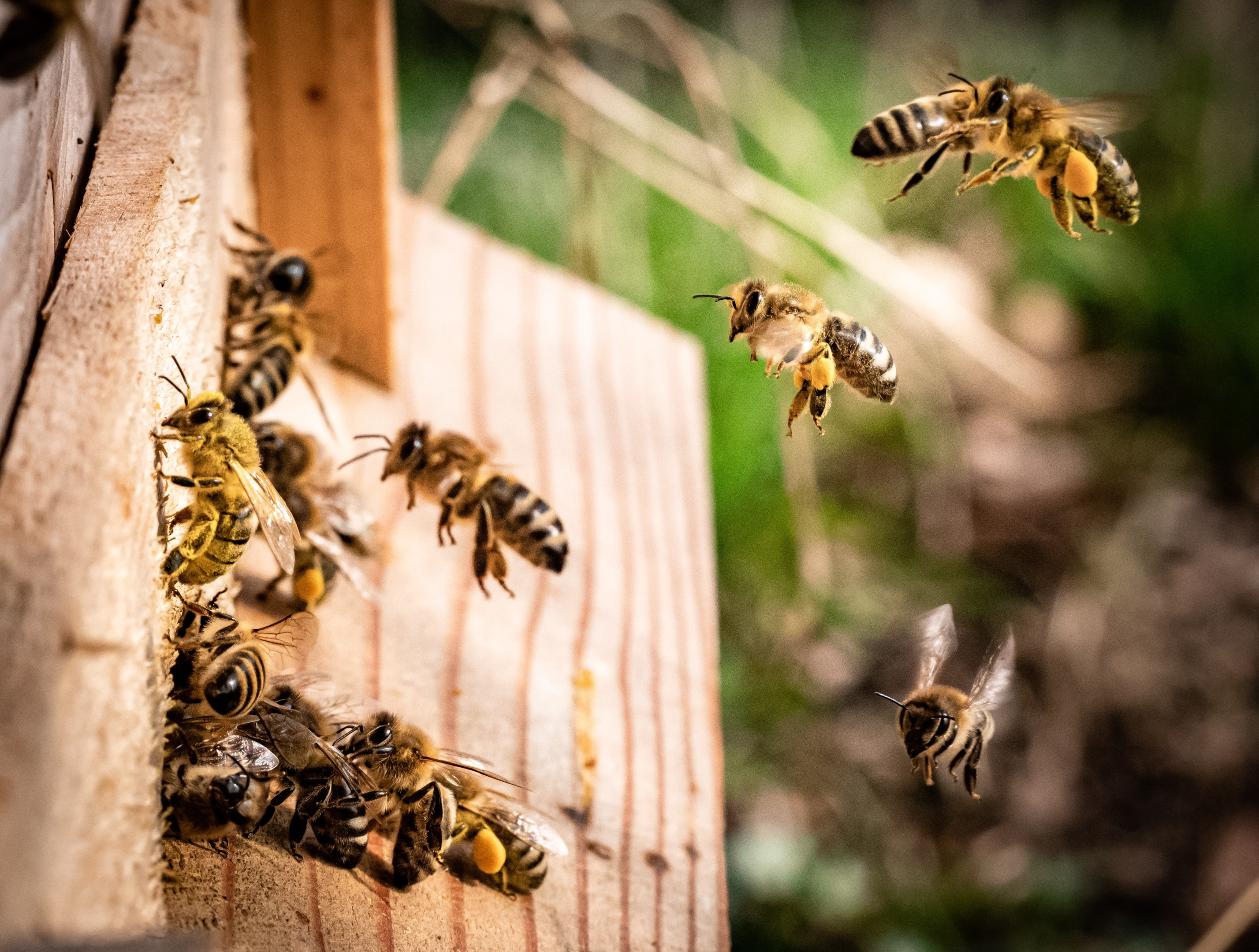Honeybees festoon to communicate, among other functions of this behavior