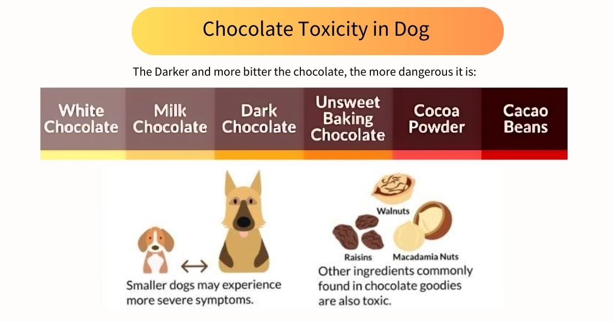 Infographic on chocolate toxicity in dogs, highlighting types from white chocolate to cacao beans and noting that smaller dogs experience more severe symptoms, with images of toxic foods.