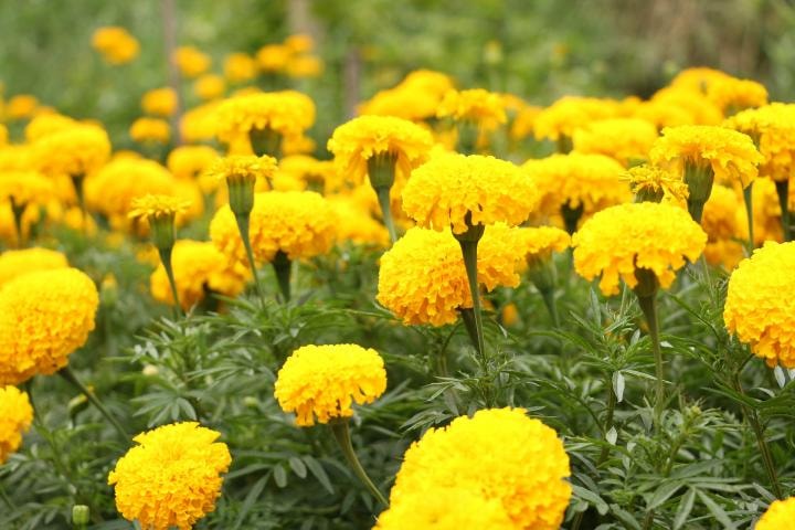 Marigolds