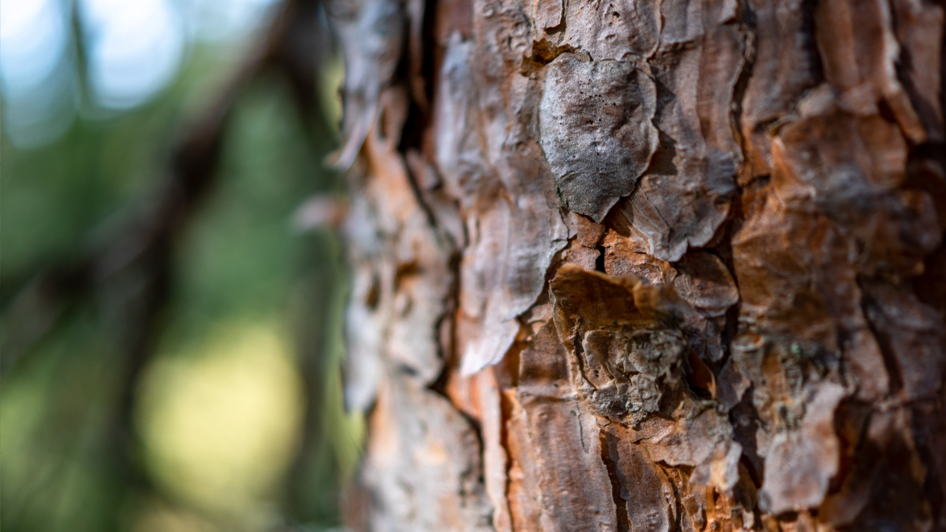 The bark of a pine tree.