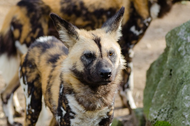 african wild dog, animal, close-up