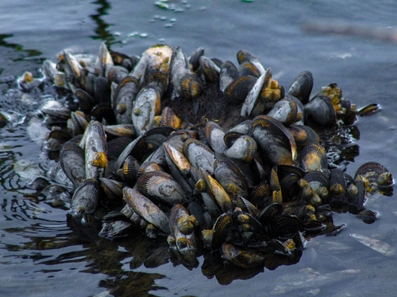 Image of mussels in their natural habitat.