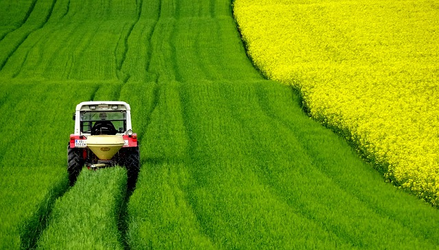 rapeseeds, field, tractor
