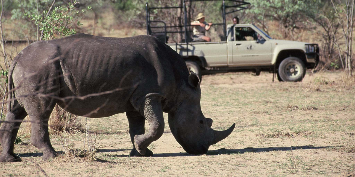 interesting animals in zimbabwe