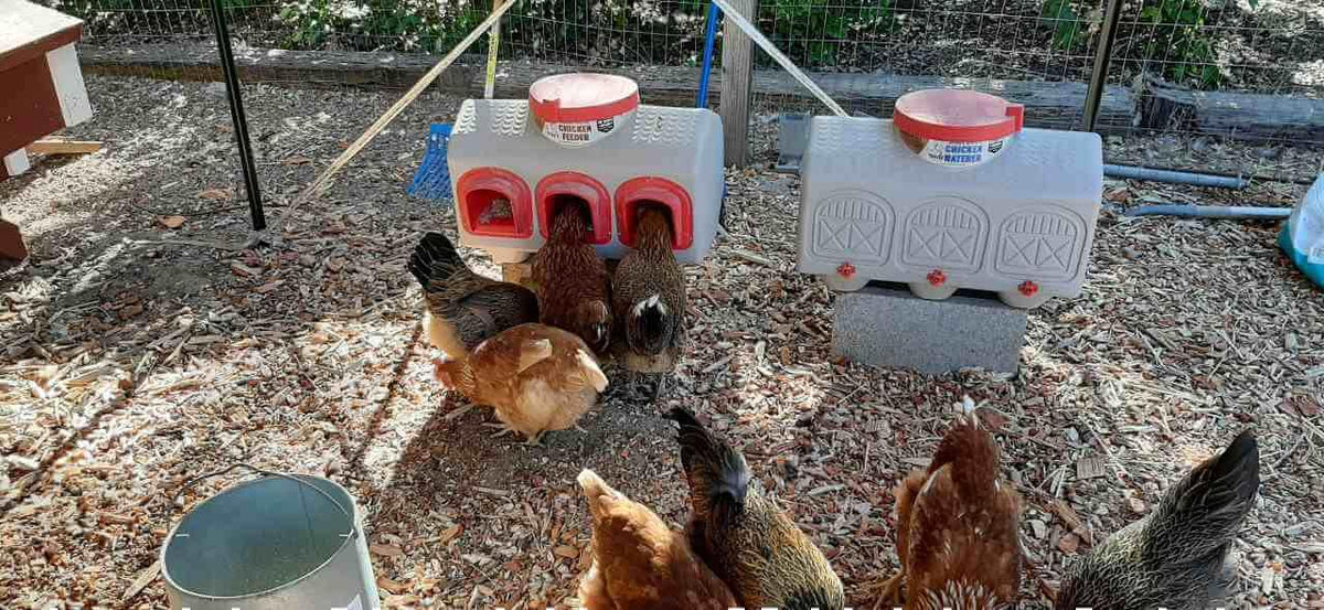 Feeding Chickens in Overez Coops