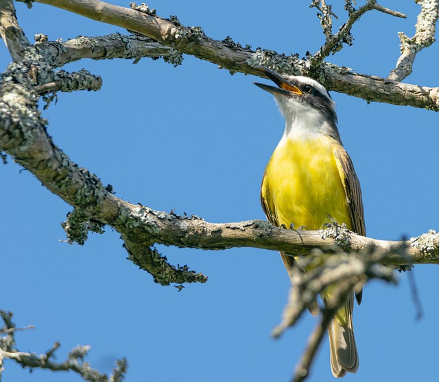 bird, white-throated kingbird, ornithology