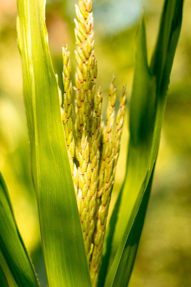 single shoot of corn in a field