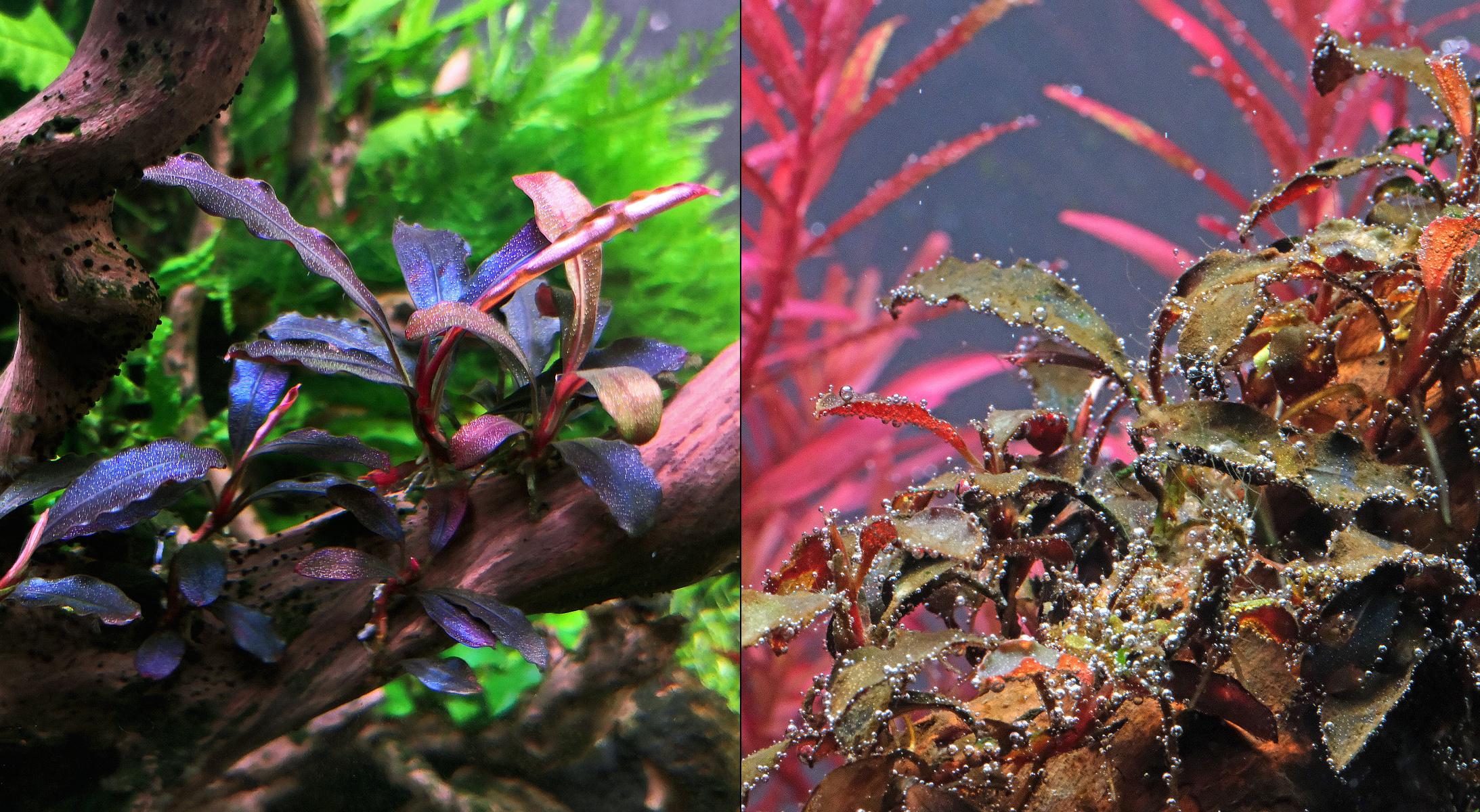 An image that contrasts healthy Bucephalandra brownie ghost with some covered with Diatoms