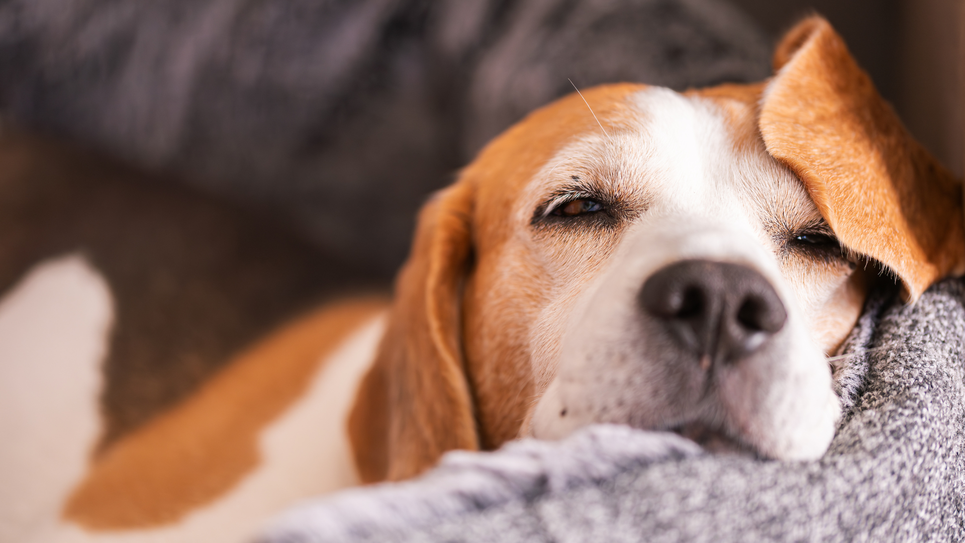 Hund, Vestibularsyndrom beim Hund, Schlaganfall, Symptome, Gleichgewichtsorgan beim Hund, Innenohr,