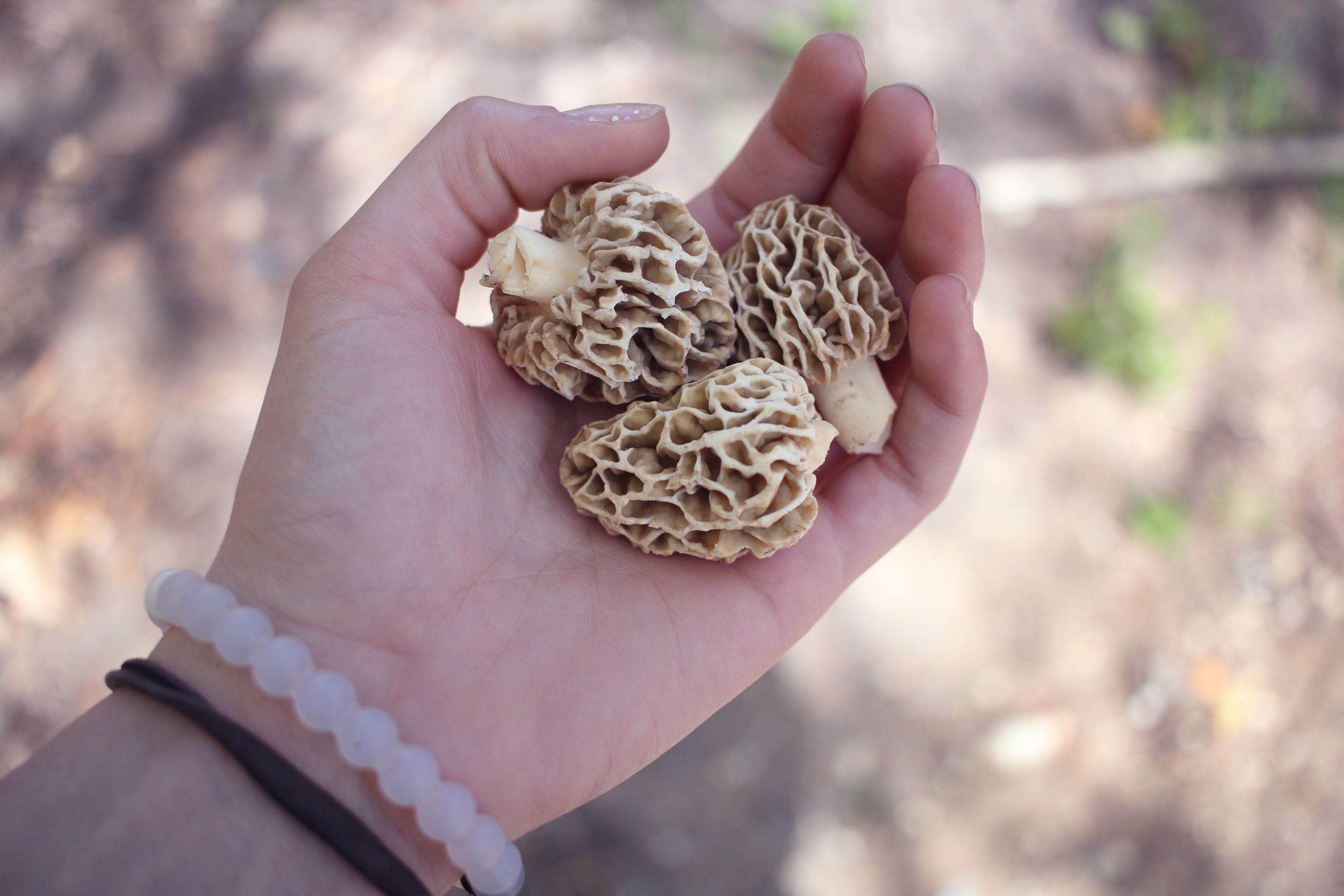 giant puffball mushrooms, mushrooms produce vitamins, portobello mushrooms, 50 edible mushrooms, 