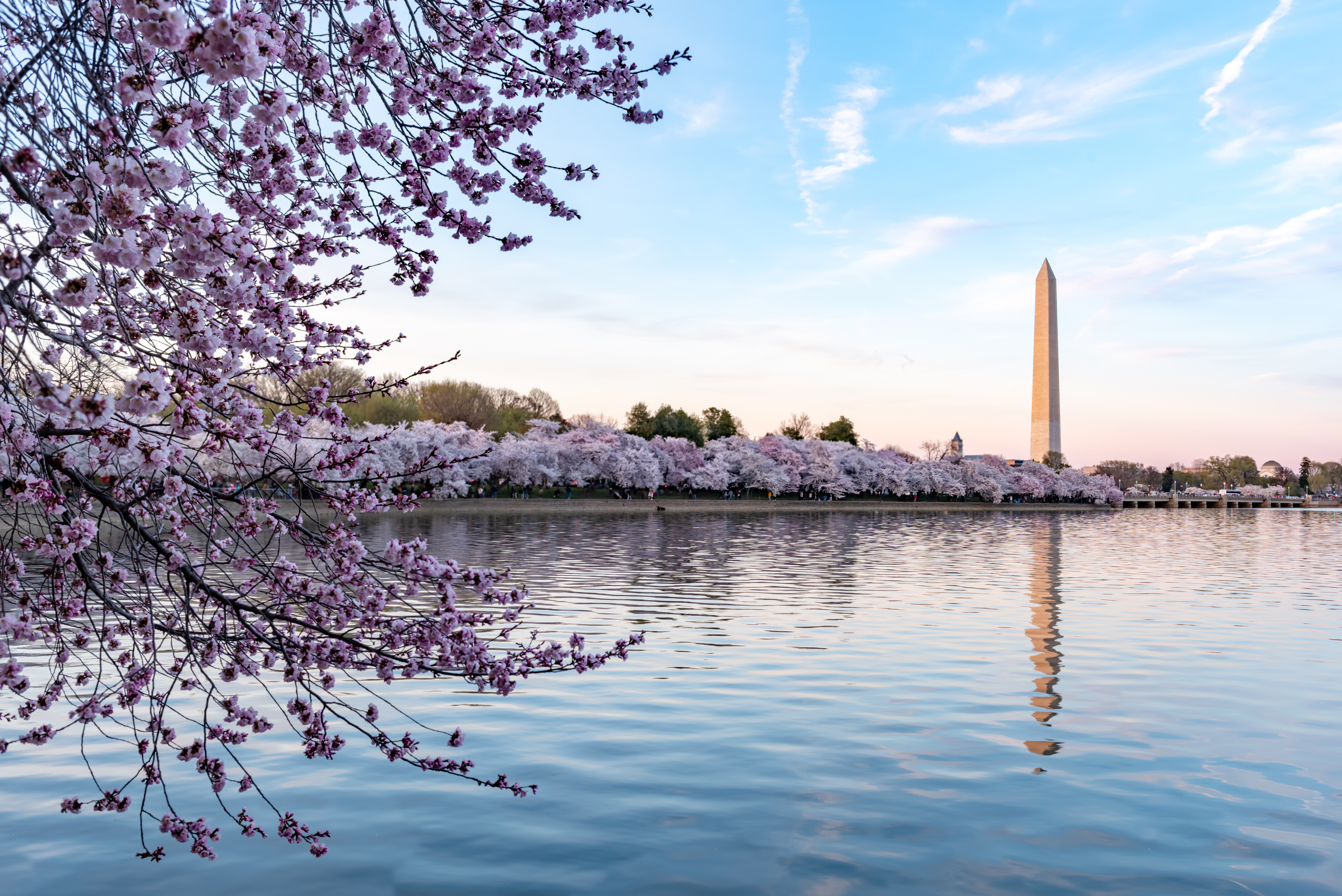 The Washington Monument during the National Cherry Blossom Festival