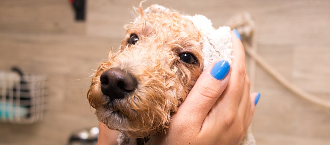 how to bathe a dog, bathing your dog