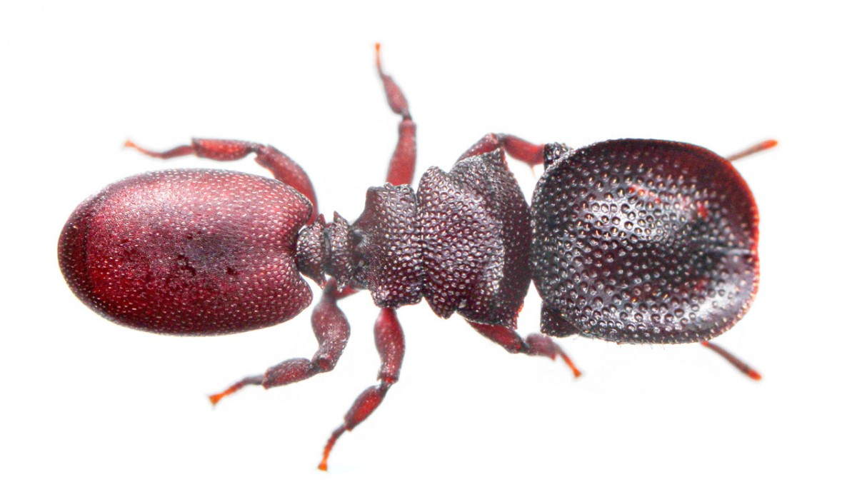 Ants Begone Unveiling the Effectiveness of Febreze in Killing Ants(02)