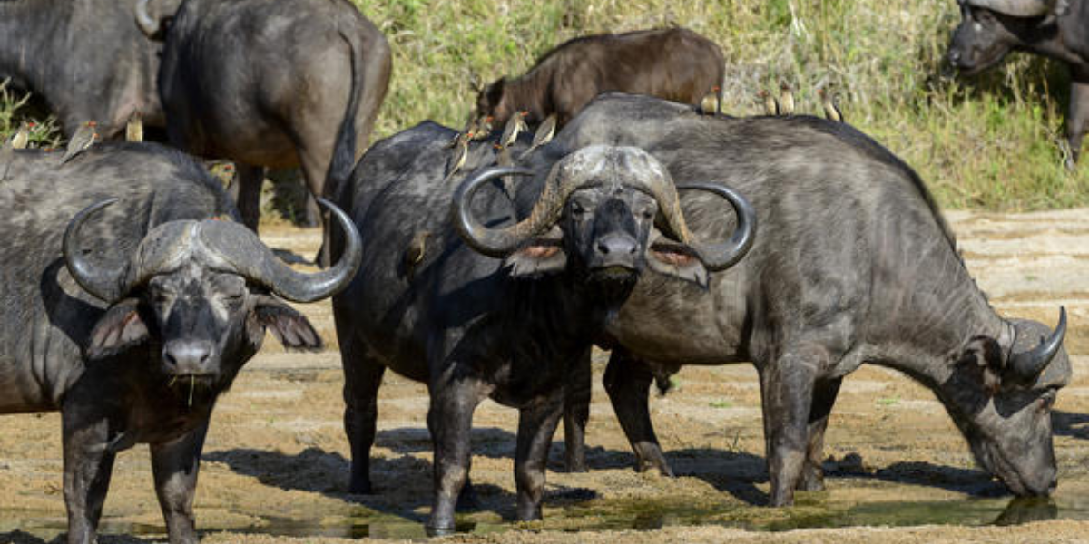 interesting animals in zambia