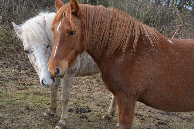 horses, mares, horse riding