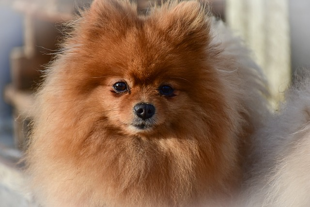 Pomeranian 2024 shedding level