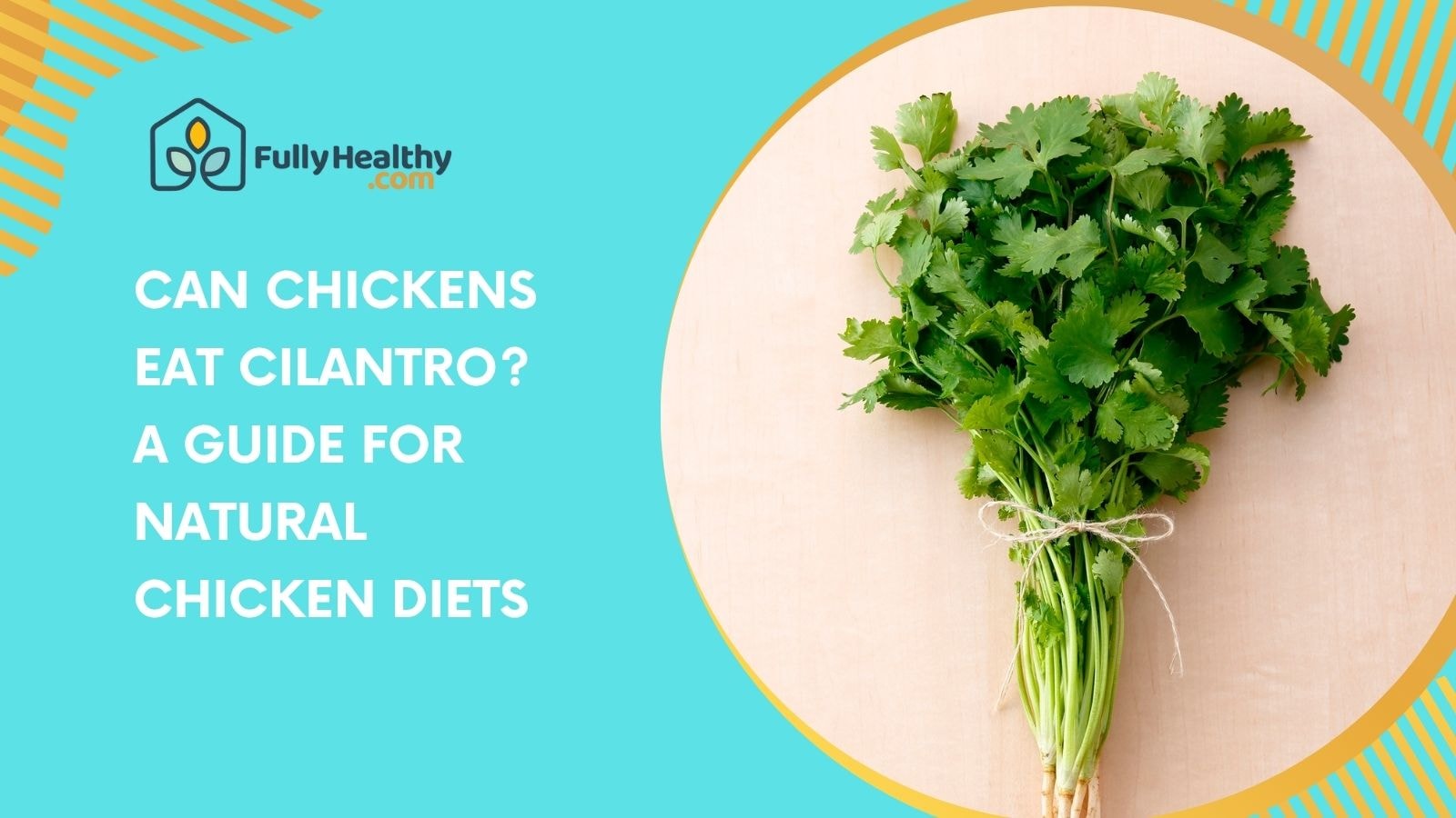 Can Chickens Eat Cilantro? A Guide for Natural Chicken Diets