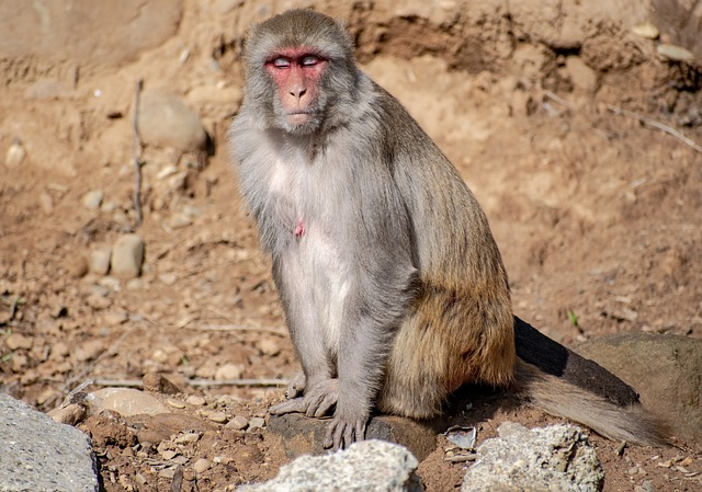 rhesus macaques, native wildlife, central and south america monkey