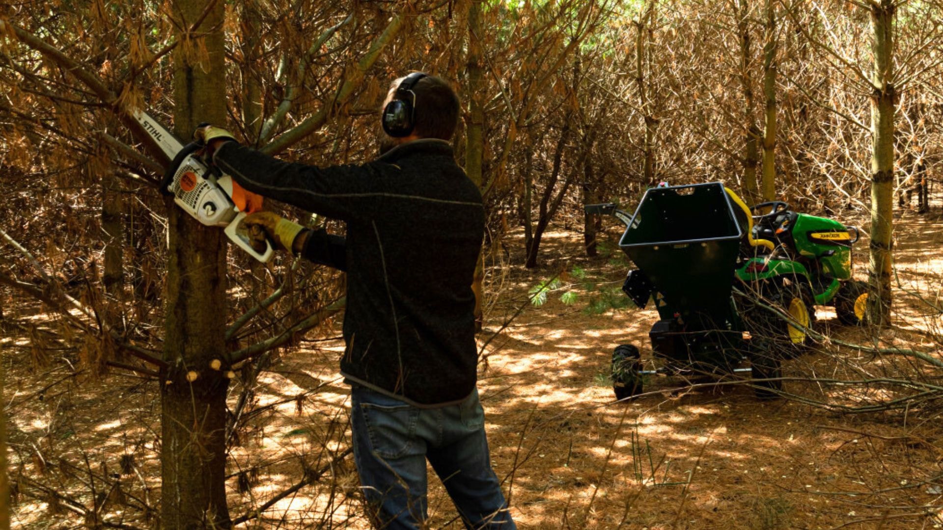 A person getting ready to remove some branches from a pine tree. 